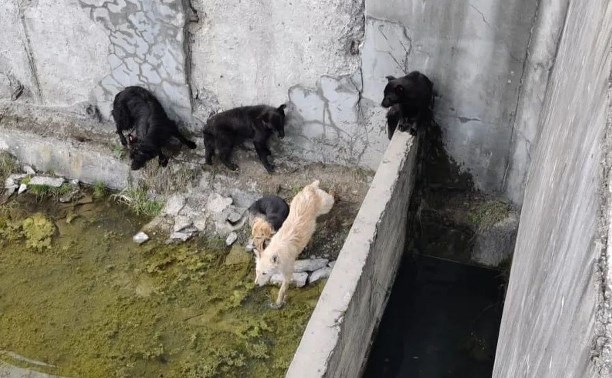 Сахалинские спасатели достали из котлована с водой пять собак