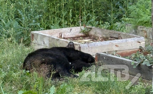 В районе Соловьёвки отстрелили одного из медведей, пугающих местных жителей