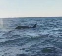 "Били хвостом, чтобы оглушить": рыбак с лодки наблюдал за охотой косаток у берегов Сахалина
