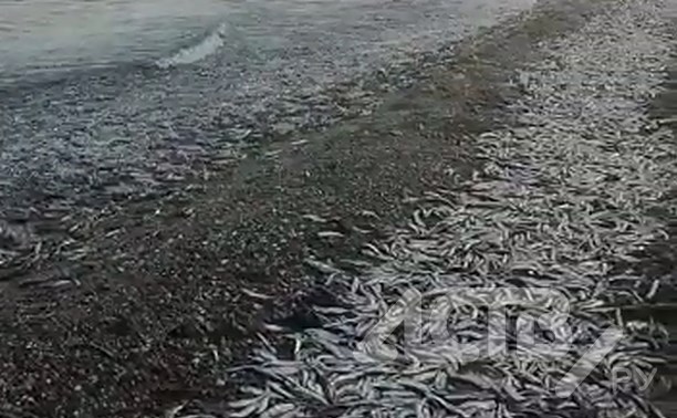 "Уёк идёт, весь город уже набрал": побережье Томари продолжает закидывать тоннами мойвы