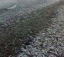 "Уёк идёт, весь город уже набрал": побережье Томари продолжает закидывать тоннами мойвы