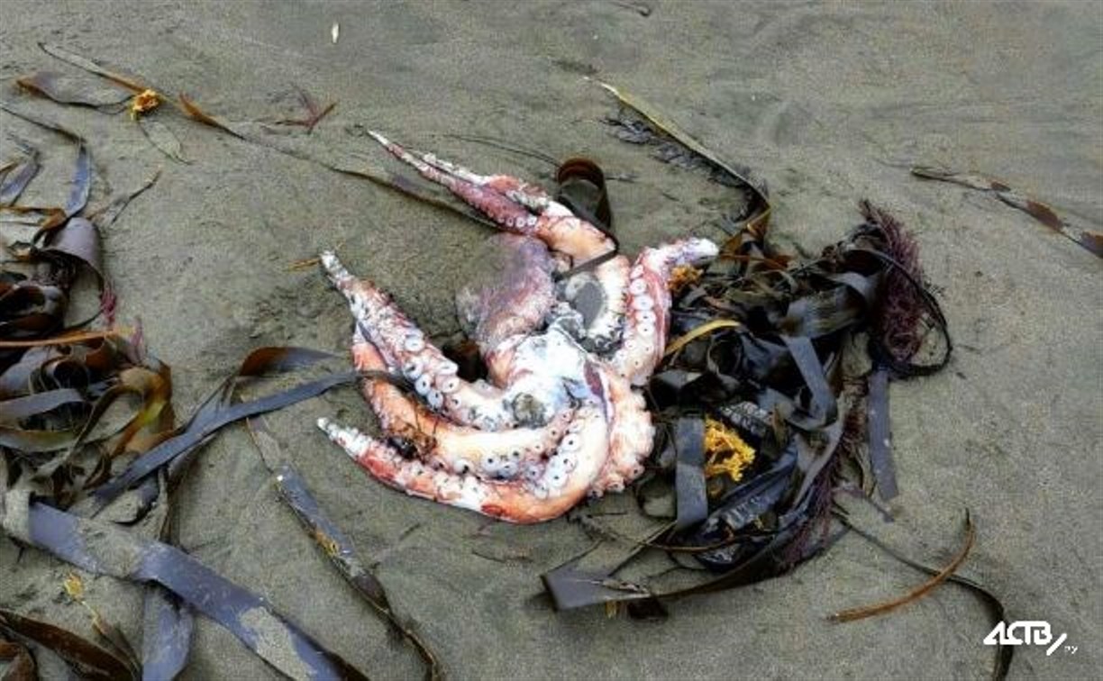 Учёные нашли у побережья Камчатки новые токсины неизвестной природы
