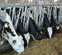 Резидент ТОР "Южная" более чем в полтора раза увеличил производство молока 