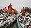 Провальней провального – на Сахалине прогнозируют объемы лососевой путины на 2016 год