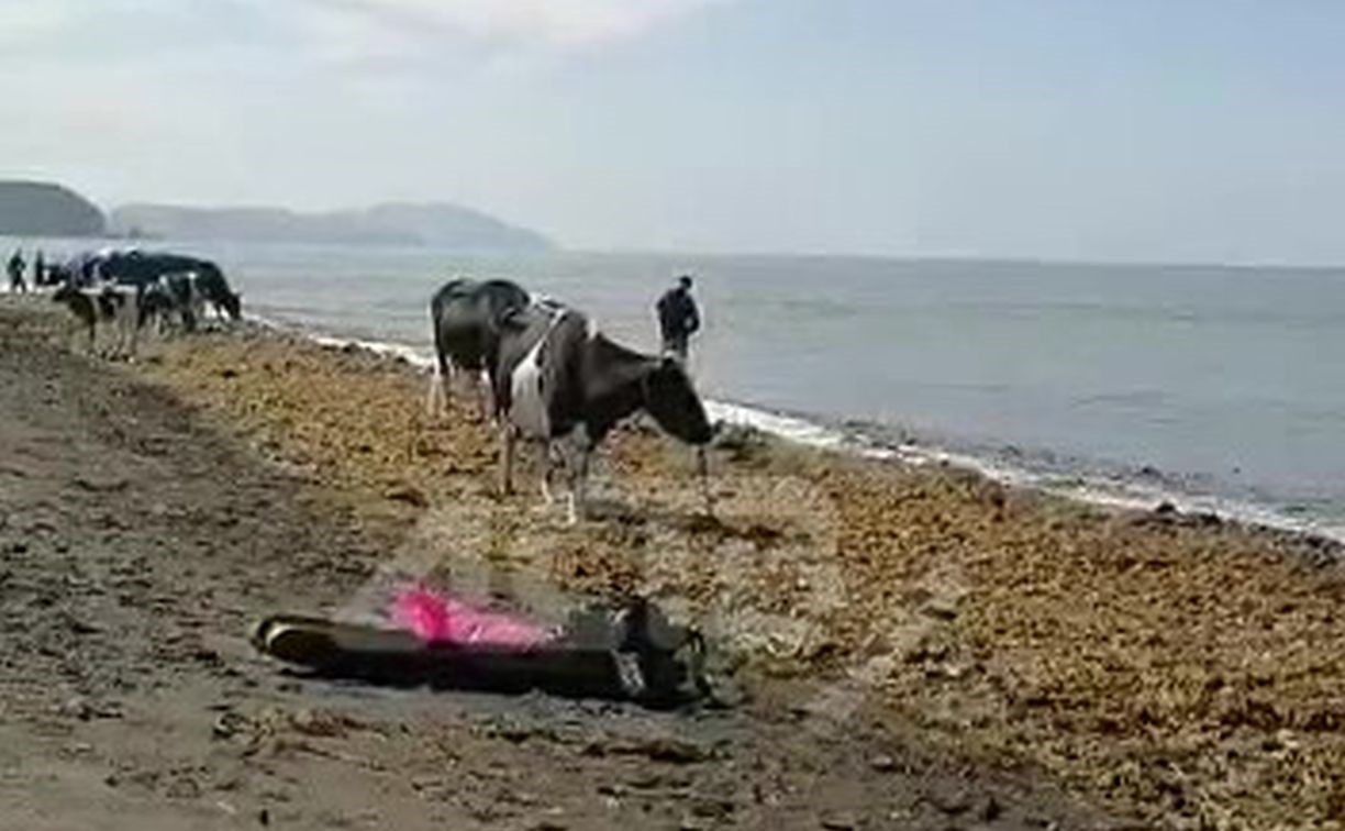 Коровы съели морскую капусту на берегу Сахалина, пока рыбаки ловили лососей