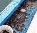 Сахалинские рыбаки возмутились поднятием цен на услуги "такси" на камбалу