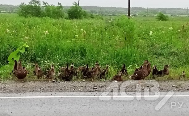 "Осторожно, утки!": пернатое семейство "припарковалось" на обочине сахалинской трассы