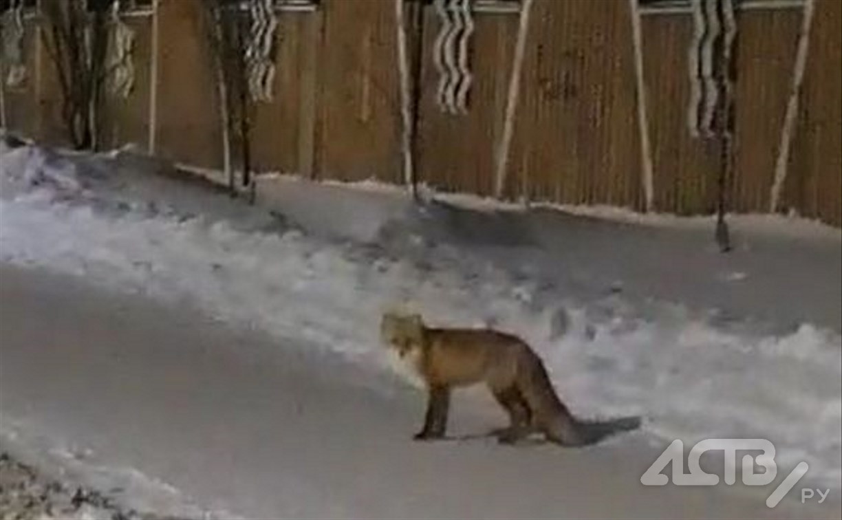 Деловая лисичка проверила, как жители Холмска проводят пятничный вечер 