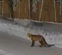 Деловая лисичка проверила, как жители Холмска проводят пятничный вечер 