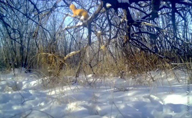 Колонка-акробата запечатлели в зимнем лесу в Приамурье