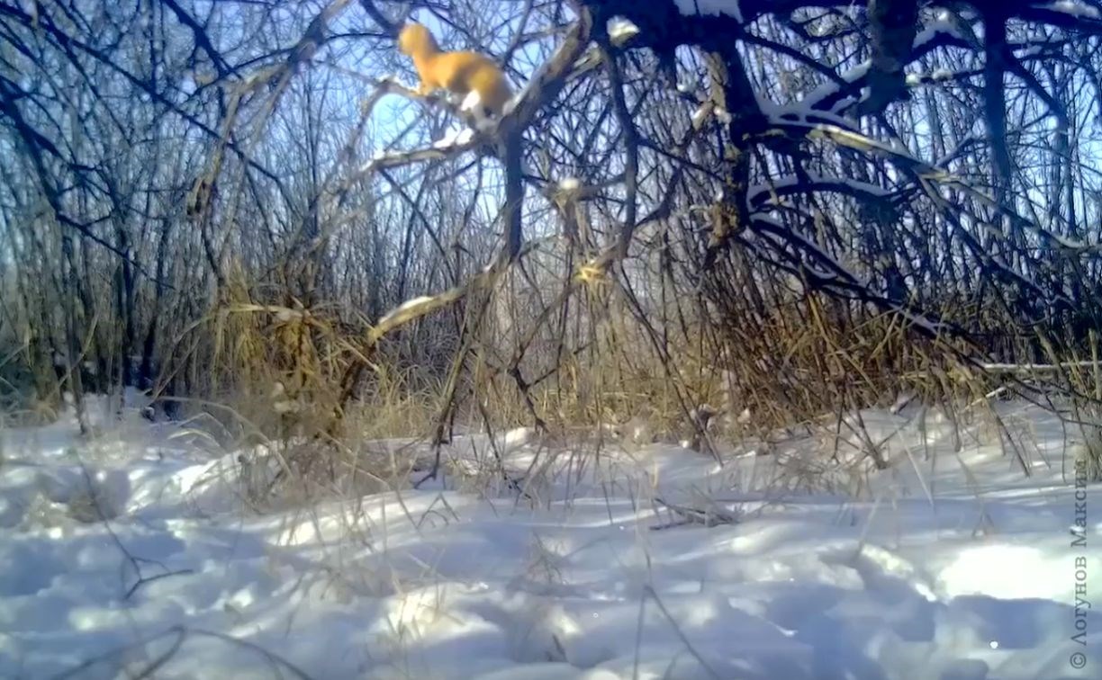 Колонка-акробата запечатлели в зимнем лесу в Приамурье