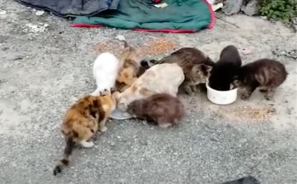 Беспризорных котов в Южно-Сахалинске поймали зоозащитники и теперь ищут им дом