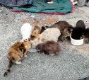 Беспризорных котов в Южно-Сахалинске поймали зоозащитники и теперь ищут им дом