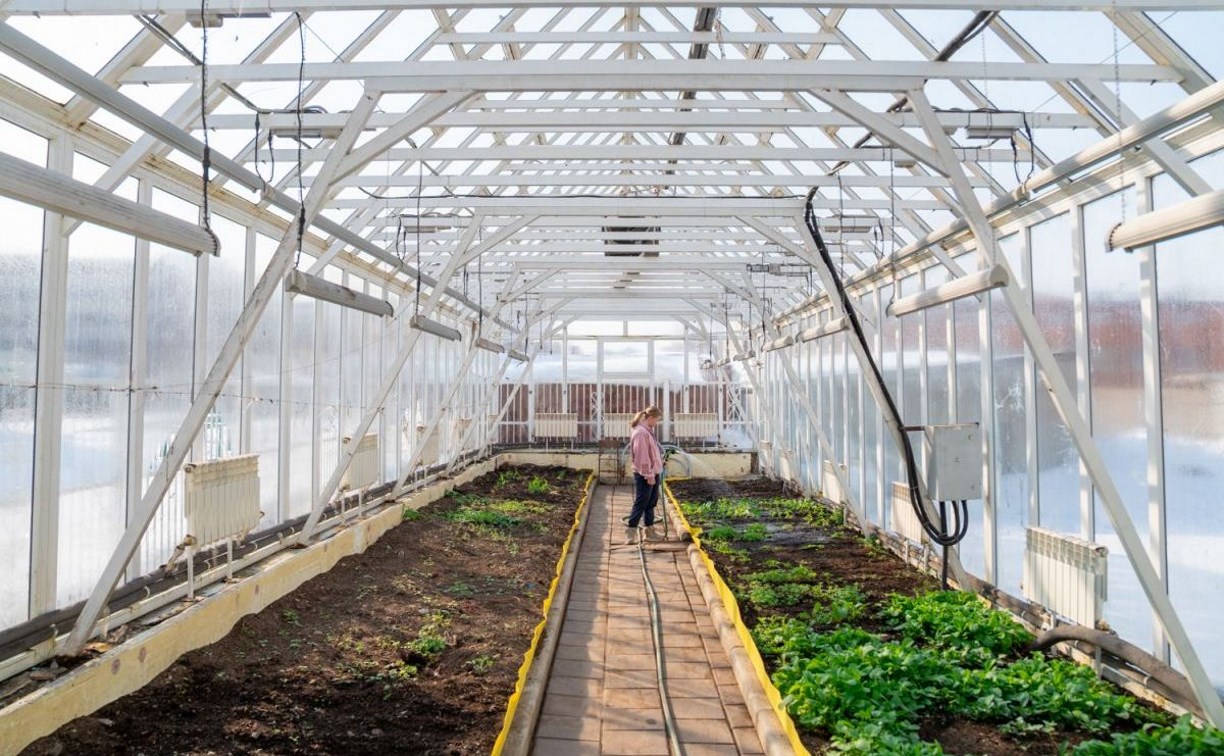 Студенты Сахалинского техникума сервиса круглый год выращивают зелень для себя и горожан