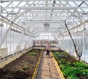 Студенты Сахалинского техникума сервиса круглый год выращивают зелень для себя и горожан