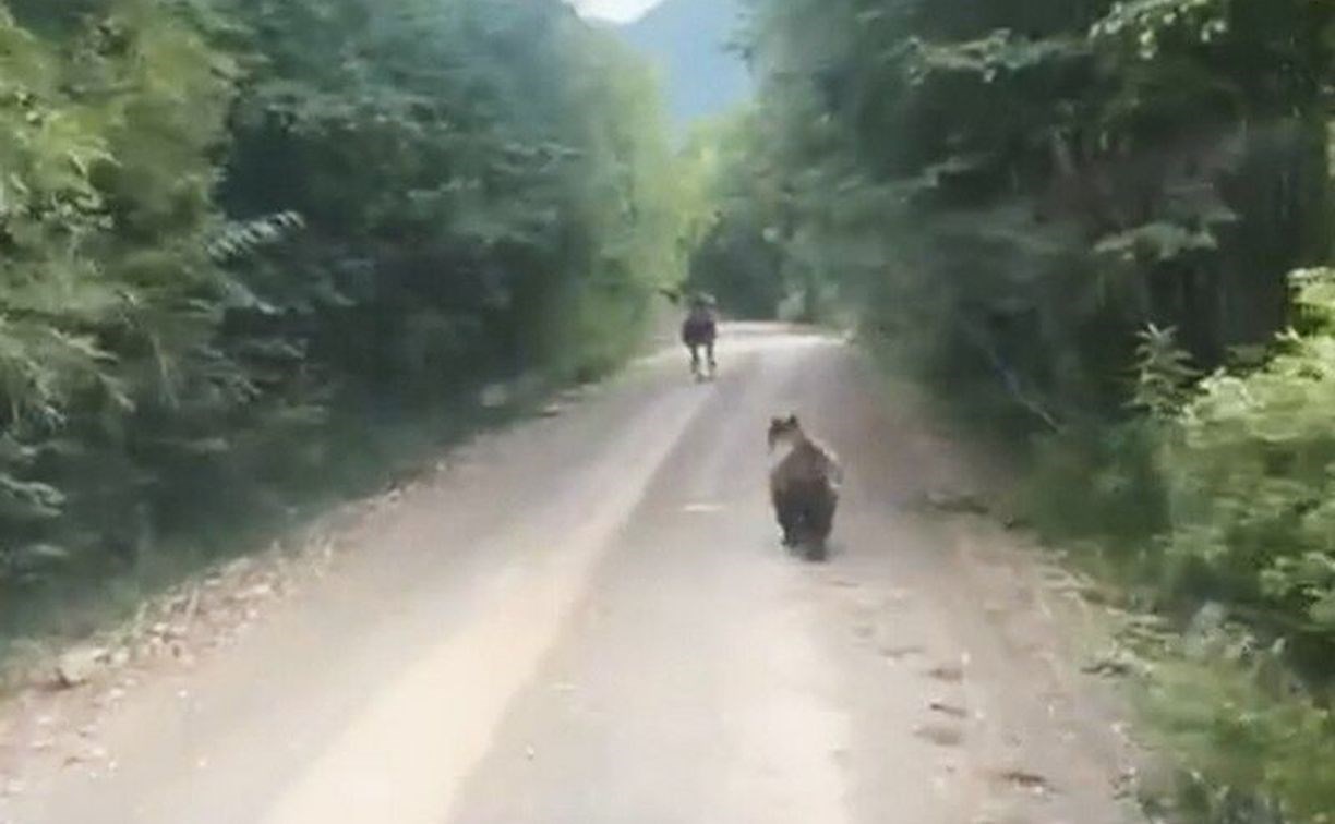 На Камчатке водитель гнал животных машиной, чтобы узнать "кто быстрее"