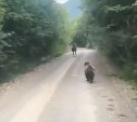 На Камчатке водитель гнал животных машиной, чтобы узнать "кто быстрее"