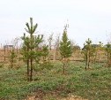 Примерно 900 гектаров засадят деревьями на Сахалине в этом году