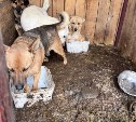 В сахалинском приюте сотни собак спят на слое собственных экскрементов и грязи