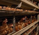Сахалинская птицефабрика "Островная" обновила поголовье и снизила цены на яйца