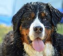 Собака на самовыгуле на севере Сахалина трижды напала на людей