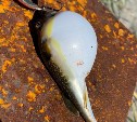 Сахалинцы сообщают о нашествии рыбы фугу у берегов острова