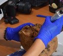 Ученый из Гарвардского университета собирает ДНК древних жителей Сахалина