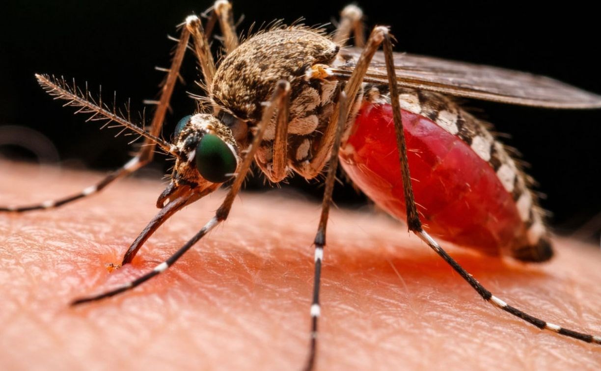 Комары в России стали переносить опасных червей, которые живут в глазах и лёгких