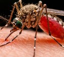 Комары в России стали переносить опасных червей, которые живут в глазах и лёгких