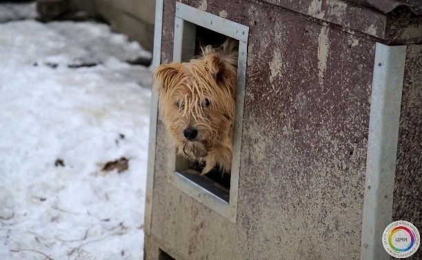 Решение о восстановлении сахалинского приюта "Пёс и кот" примут после результатов экспертизы