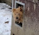Решение о восстановлении сахалинского приюта "Пёс и кот" примут после результатов экспертизы