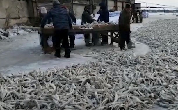 Промышленный лов наваги стартовал в центральной части Сахалина - видео