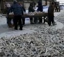 Промышленный лов наваги стартовал в центральной части Сахалина - видео