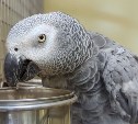 "Ангельское терпение": сахалинский зоопарк опубликовал милое видео краснохвостого жако