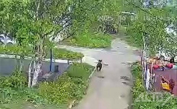 Медведь, распугавший детей во дворе на Сахалине, скрылся в лесу