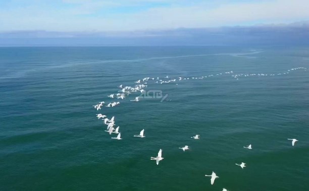 Сахалинец снял с помощью дрона завораживающий полёт стаи лебедей над морем