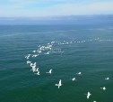 Сахалинец снял с помощью дрона завораживающий полёт стаи лебедей над морем