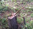 Глава фермерского хозяйства на Сахалине получил условный срок за срубленные деревья