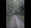 Медведь бродит в лесу на окраине Южно-Сахалинска