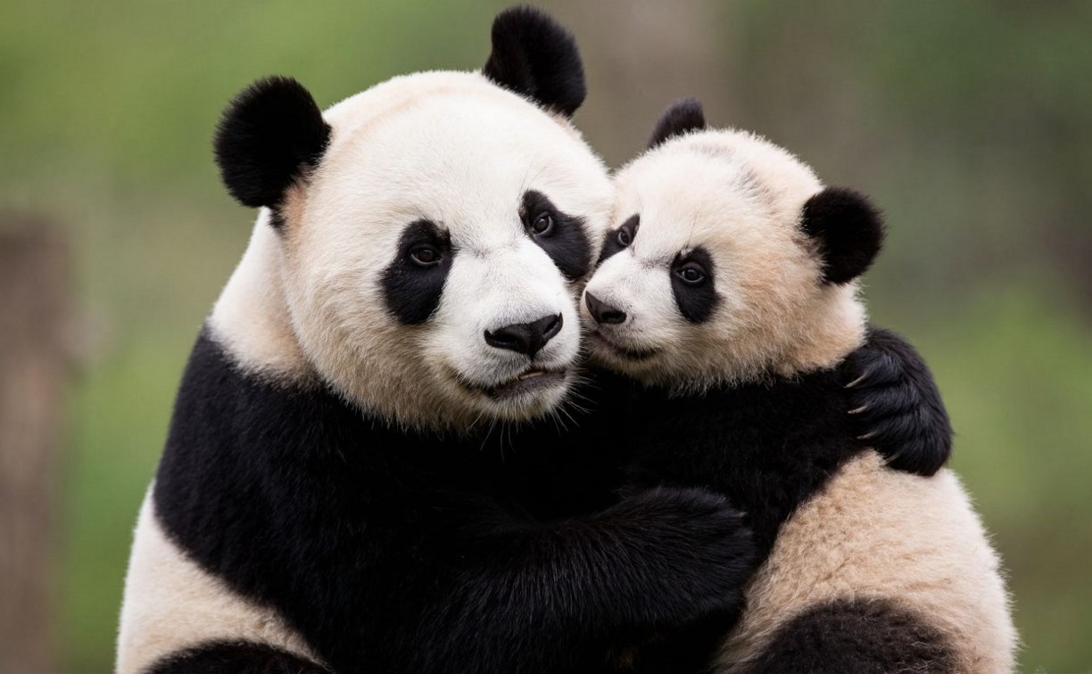 Тест: проверьте свои знания о животных мира