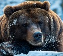 В пяти районах Сахалинской области заметили следы медведей