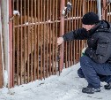 Приют для бездомных животных в Южно-Сахалинске приглашает выбрать себе питомца