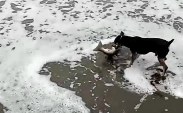 Пёс Семён, добывающий лосося на берегу моря, рассмешил сахалинцев