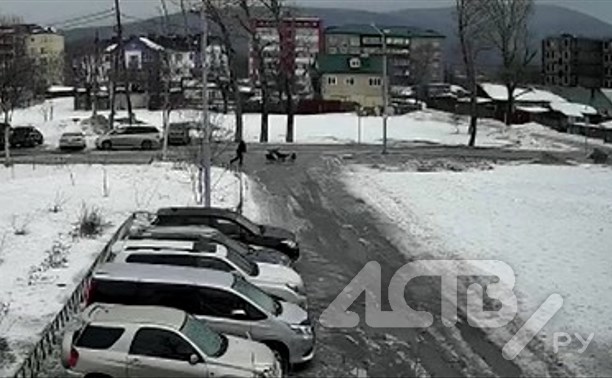 В Новоалександровске мужчине пришлось отбиваться от стаи собак снежками и камнями