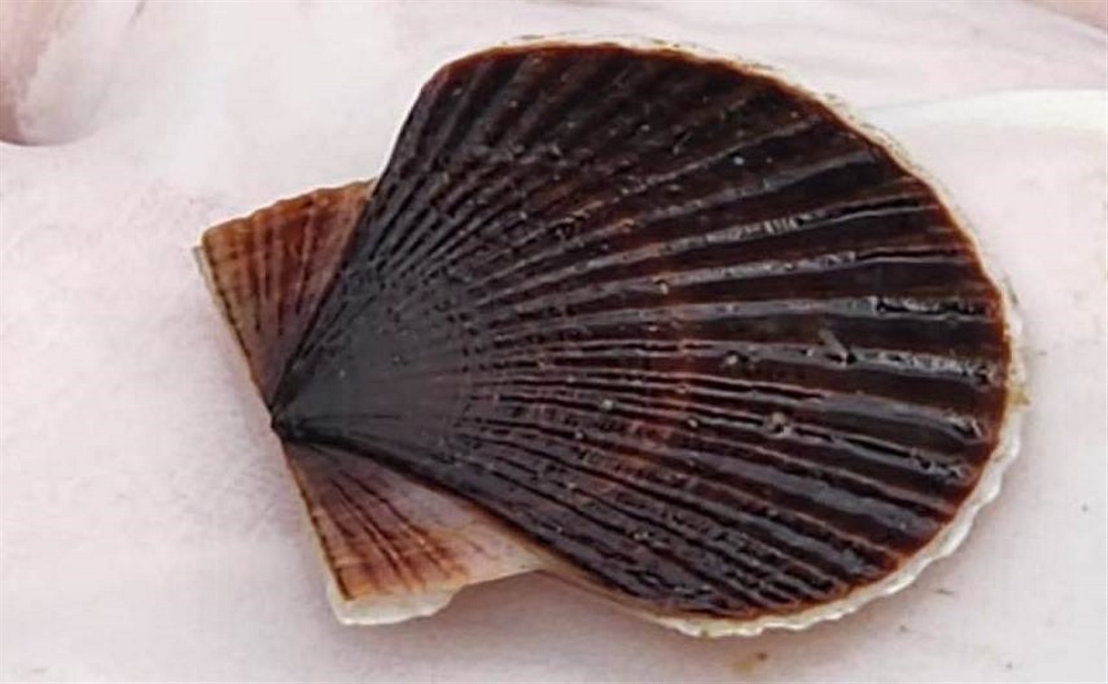 54,6 млн штук молоди морского гребешка выпустили в Сахалинской области в этом году 