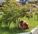 В Холмске подростки приводят в порядок клумбы у стадиона "Маяк Сахалина"