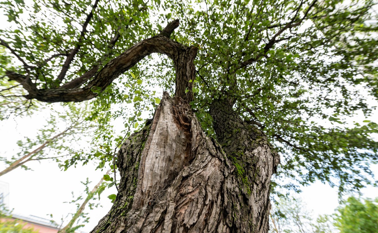   На Компроспекте в Южно-Сахалинске скоро начнут пилить деревья