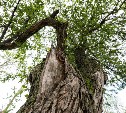   На Компроспекте в Южно-Сахалинске скоро начнут пилить деревья