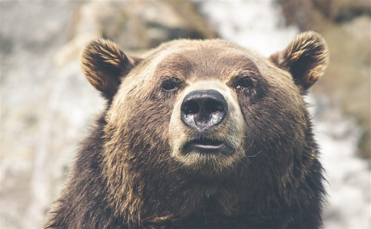 Сахалинки убежали от медведицы с детёнышем в районе Охотского