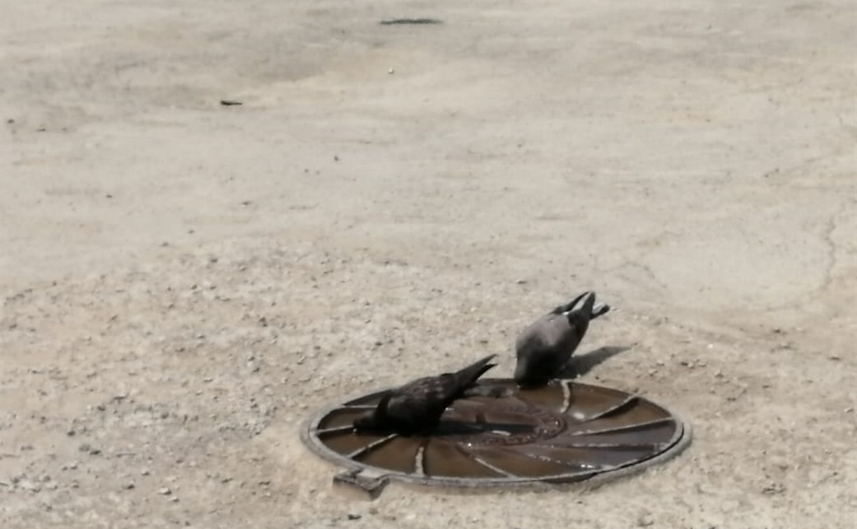Сахалинцы помогают обезвоженным птицам и животным прямо у себя во дворах